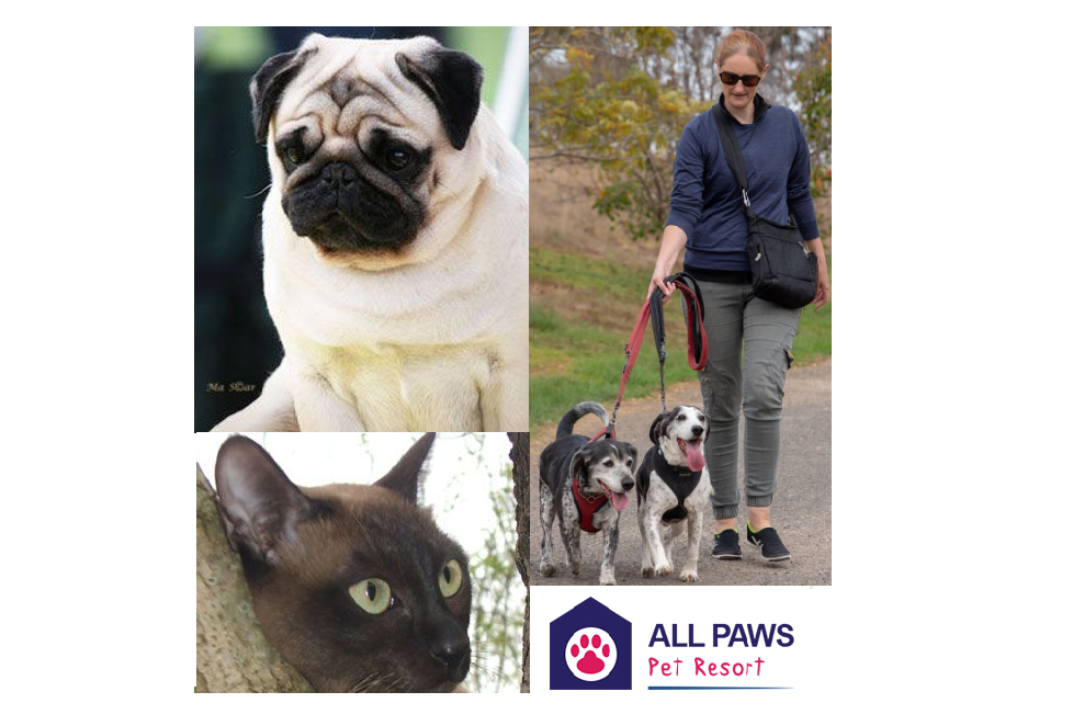 ALL Paws Pet Resort - Dog Boarding Kennels & Cattery Melbourne | veterinary care | 283 Woods Rd, Truganina VIC 3029, Australia | 0393941136 OR +61 3 9394 1136