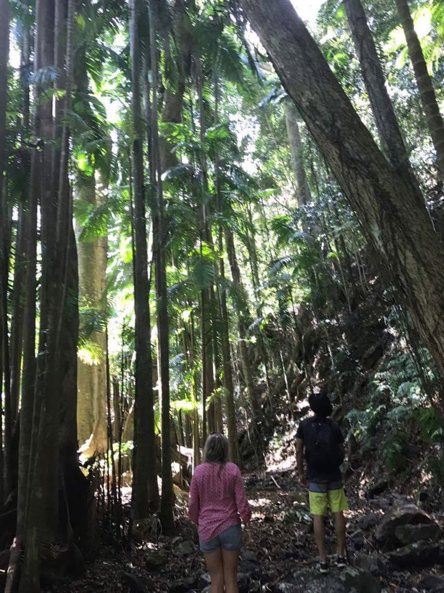 Treehouse in The Pocket | 333 Skyline Rd, Middle Pocket NSW 2483, Australia | Phone: 0415 949 636