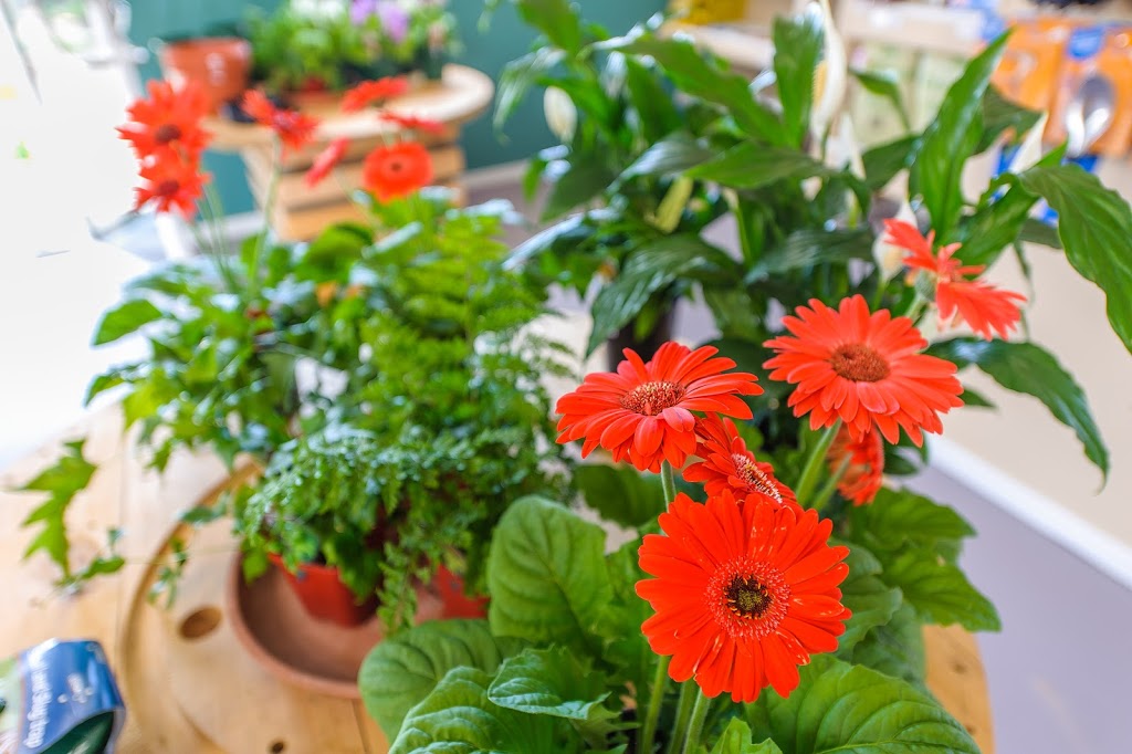 Little Ladybird Plant Nursery | 164 Bridge St, Uralla NSW 2358, Australia | Phone: (02) 6778 3098