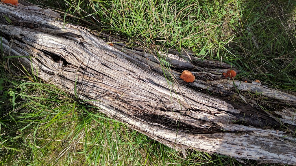 F Oswin Robert Koala Reserve | Phillip Island VIC 3923, Australia