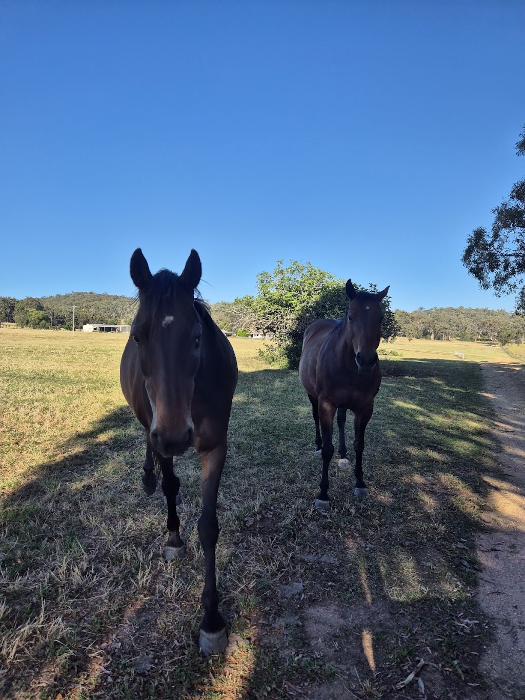 Mudgee & Beyond | 772 Black Springs Rd, Budgee Budgee NSW 2850, Australia | Phone: 0414 475 610