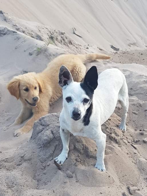 Takoda Dogs | 2941 Nelson Bay Rd, Salt Ash NSW 2318, Australia | Phone: 0417 494 868