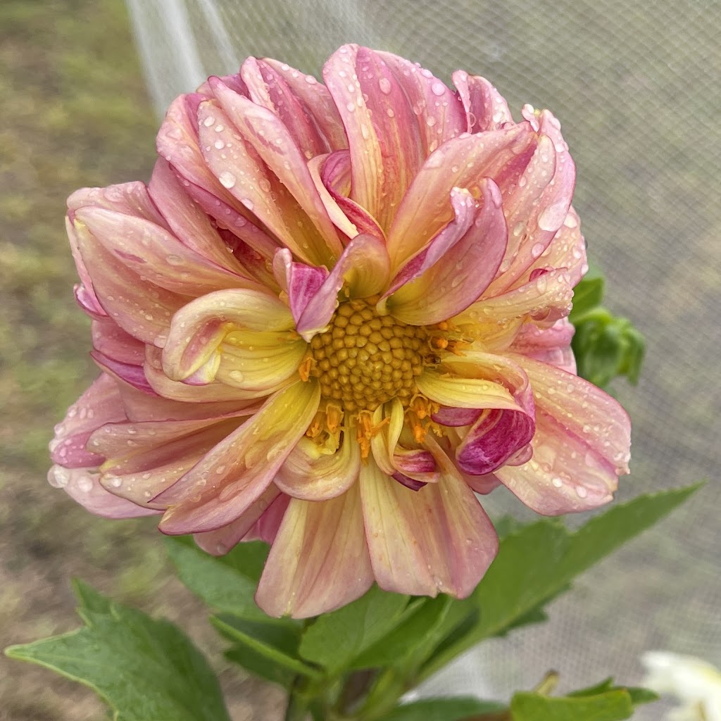 Serendipity Strawberry & Flower Farm | 1556 Princes Hwy, Bimbimbie NSW 2536, Australia | Phone: 0417 469 525