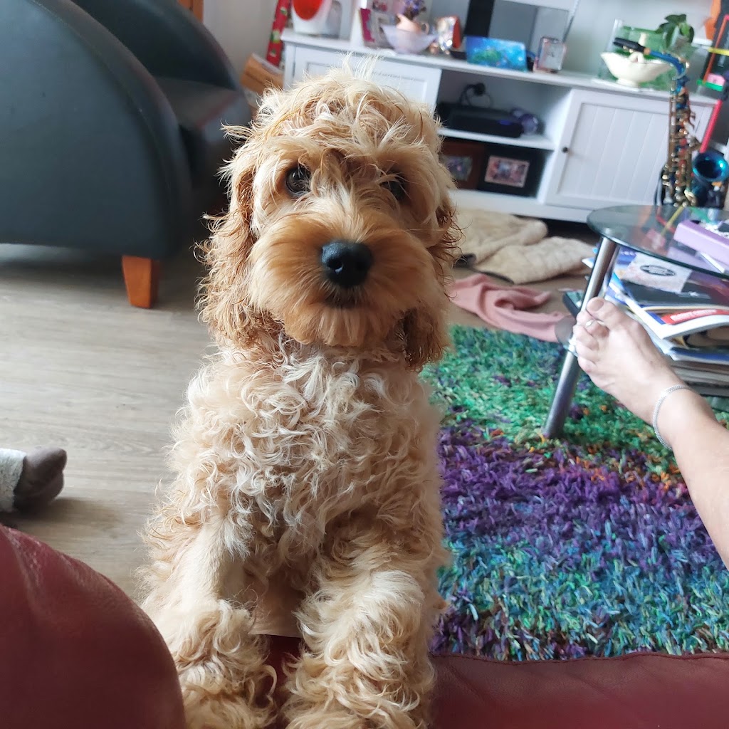 Oodle Life | 11A Benwerrin Cres, Grasmere NSW 2570, Australia | Phone: 0488 667 988