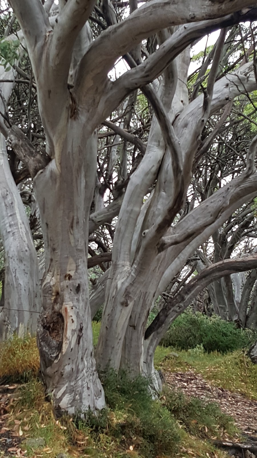 GGS Hut | Stirling Trail, Mount Buller VIC 3723, Australia