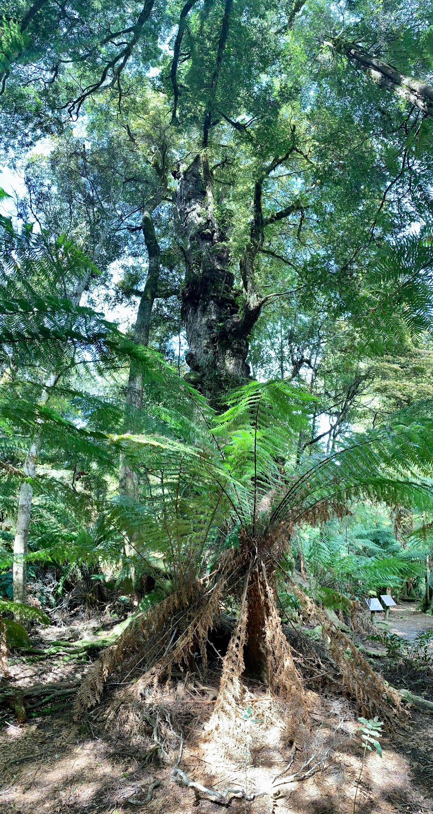 Rainforest Walk | park | Weldborough Pass, Weldborough TAS 7264, Australia