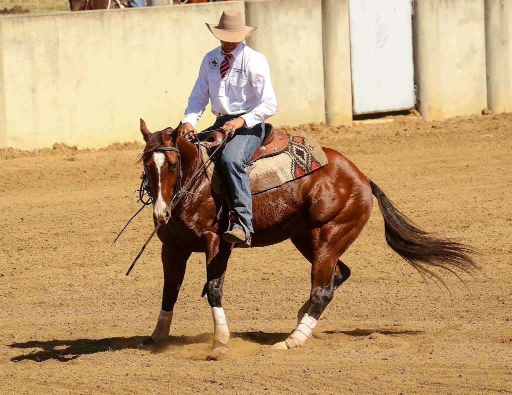 Tonlena Quarter Horses | 12 Edgewood Dr, Emerald QLD 4720, Australia | Phone: (07) 4982 0437