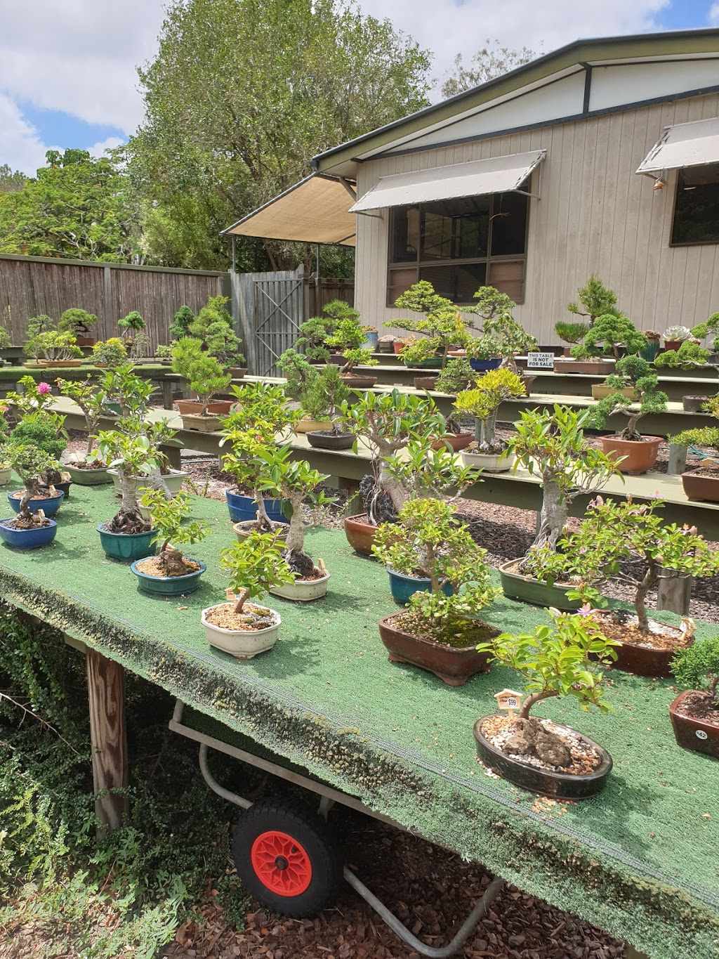 Australian Bonsai Grower | 190 Hubner Rd, Park Ridge QLD 4125, Australia | Phone: (07) 3803 3060