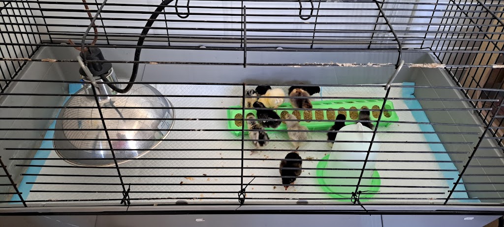 Grandchester Heritage Chickens | 256 Bakers Rd, Grandchester QLD 4340, Australia | Phone: 0401 345 562