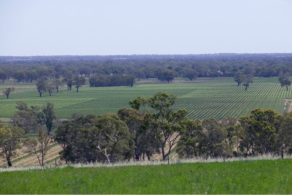 Jip Jip Rocks Wines | LOT 375 Riddoch Hwy, Keppoch SA 5271, Australia | Phone: 0418 281 060