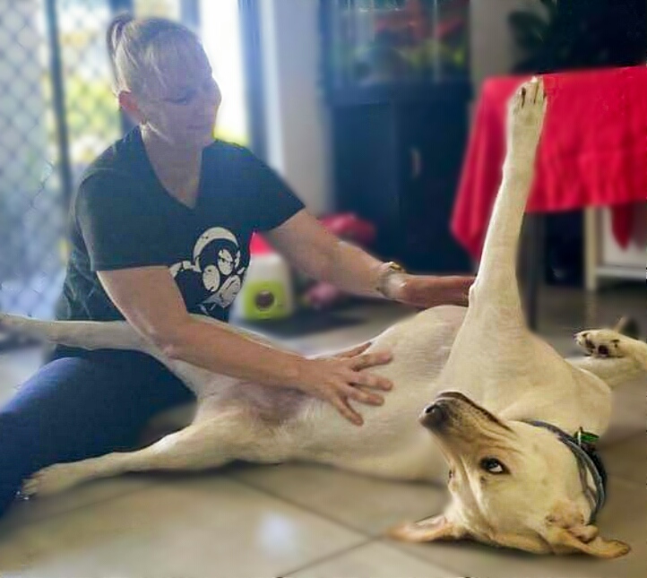 Dog Tales - Canine Bowen Therapy | 17 Warrnambool St, Trinity Park QLD 4879, Australia | Phone: 0410 052 795