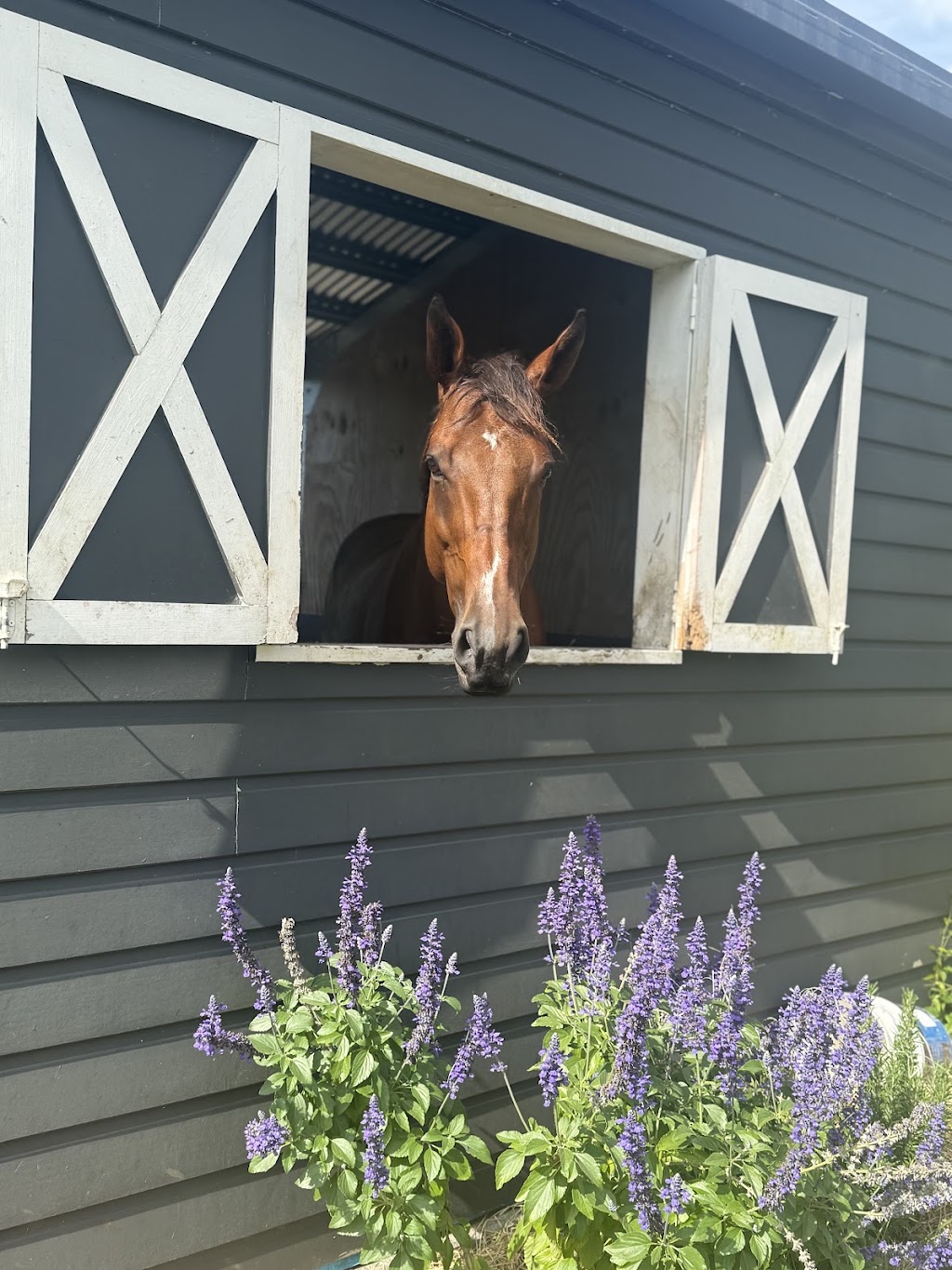 The Royal Palm Equine | 2450 Beaudesert Nerang Rd, Canungra QLD 4275, Australia | Phone: 0466 688 934