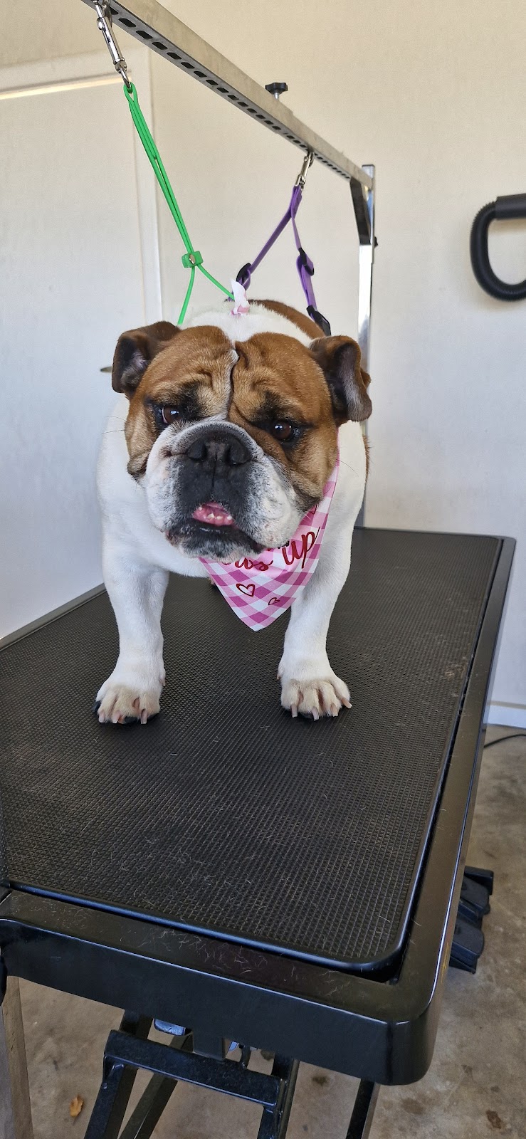 Purrfect Grooming | 20 Maculata St, Kambalda West WA 6442, Australia | Phone: 0427 153 771