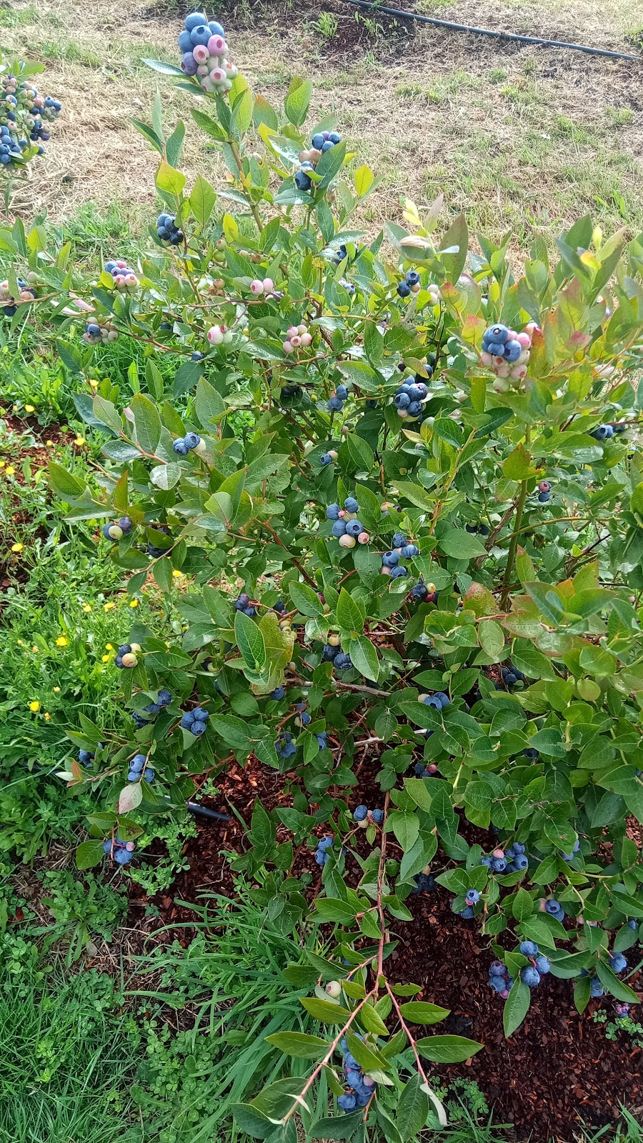 Perrins Ridge Blueberries | 48 Tabors Rd, Margate TAS 7054, Australia | Phone: 0407 599 423