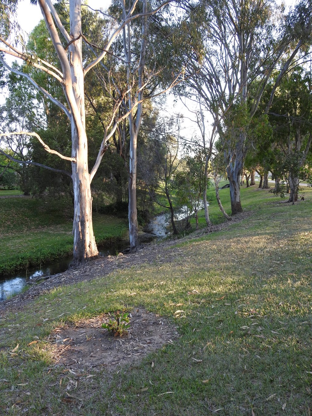 Tantani Street Park | 81 Tantani St, Manly West QLD 4179, Australia