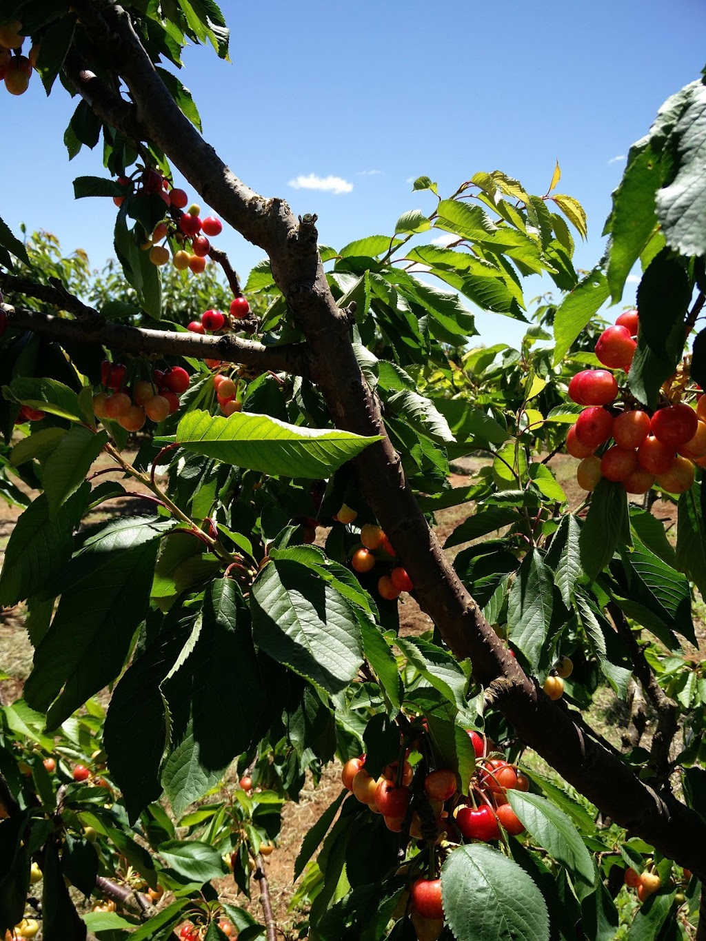 Lynton Cherry Orchards | food | Olympic Hwy &, Roberts Rd, Young NSW 2594, Australia | 0405555145 OR +61 405 555 145
