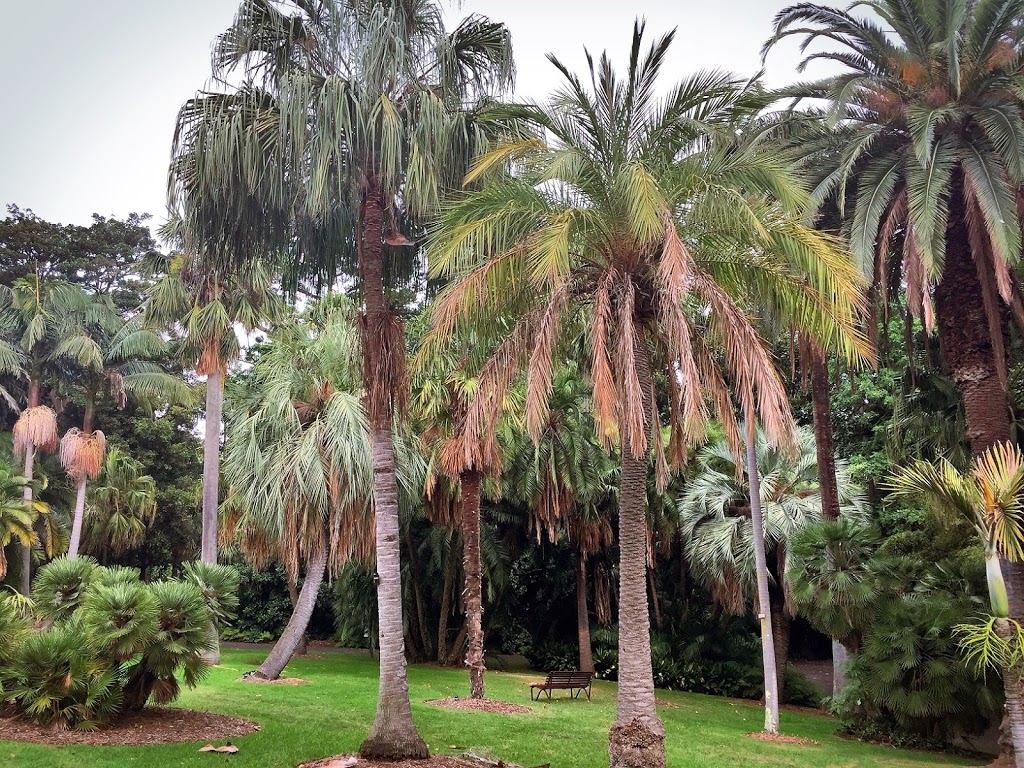 Palm Lawn | park | Melbourne VIC 3004, Australia | 0392522300 OR +61 3 9252 2300