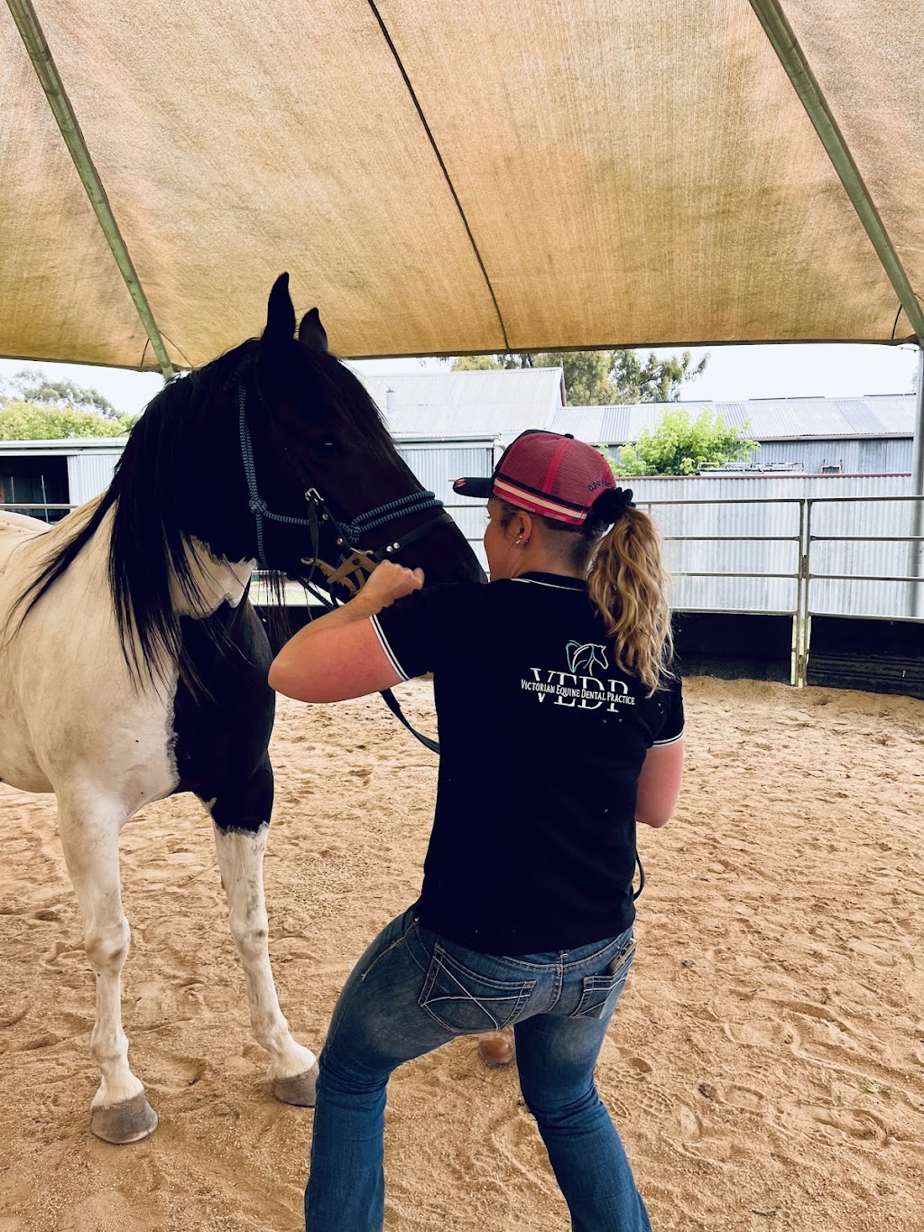 Victorian Equine Dental Practice | 30 Arandt Rd, Exford VIC 3338, Australia | Phone: 0448 952 567