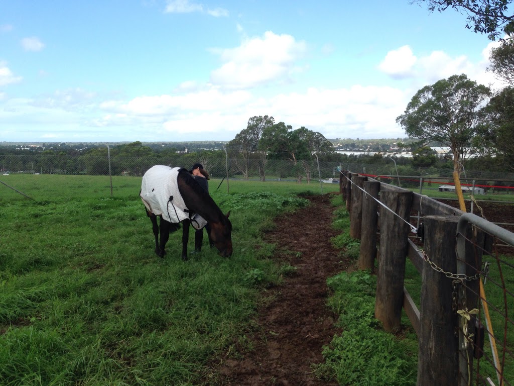 Scenic NSW Equine Centre | 205 Campbelltown Rd, Denham Court NSW 2565, Australia | Phone: (02) 9605 7410