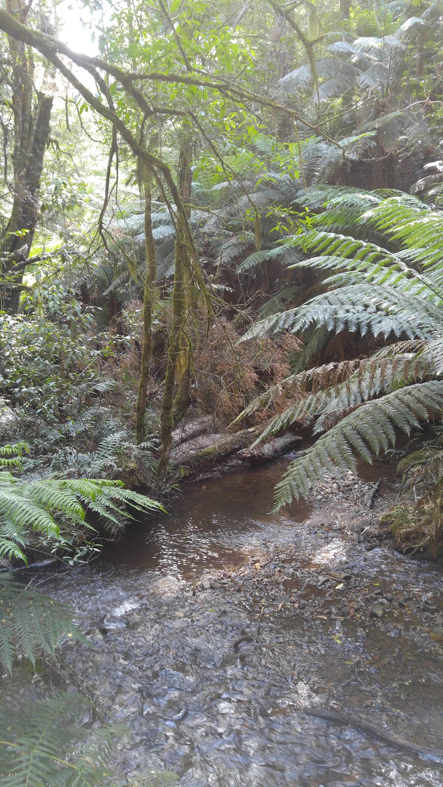 Toolangi State Forest | park | Sylvia Creek Rd, Toolangi VIC 3777, Australia | 136186 OR +61 136186