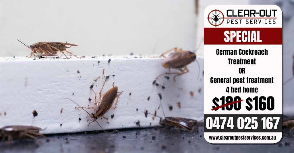 Clear-out Pest Services | 18 Watergum Rd, Woongarrah NSW 2259, Australia | Phone: 0474 025 167