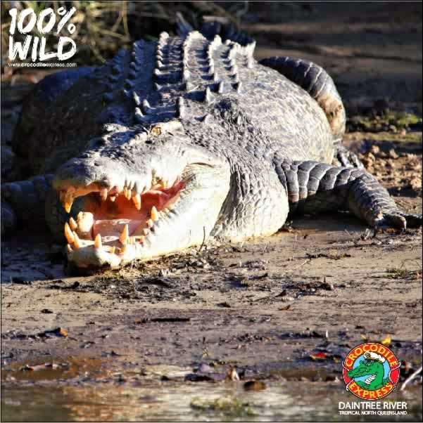 Crocodile Express Lower Daintree Cruises | travel agency | Cape Tribulation Rd, Lower Daintree QLD 4873, Australia | 0740986120 OR +61 7 4098 6120