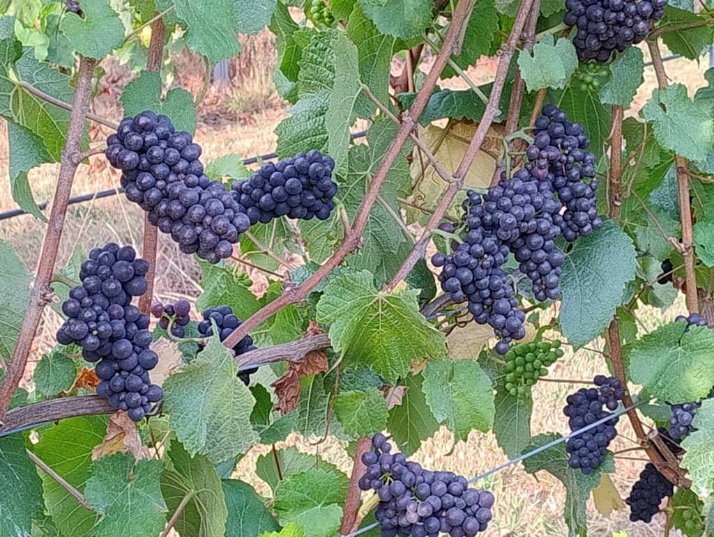 Lalla Colline Vineyard | 361 Lalla Rd, Lalla TAS 7267, Australia | Phone: 0478 550 830