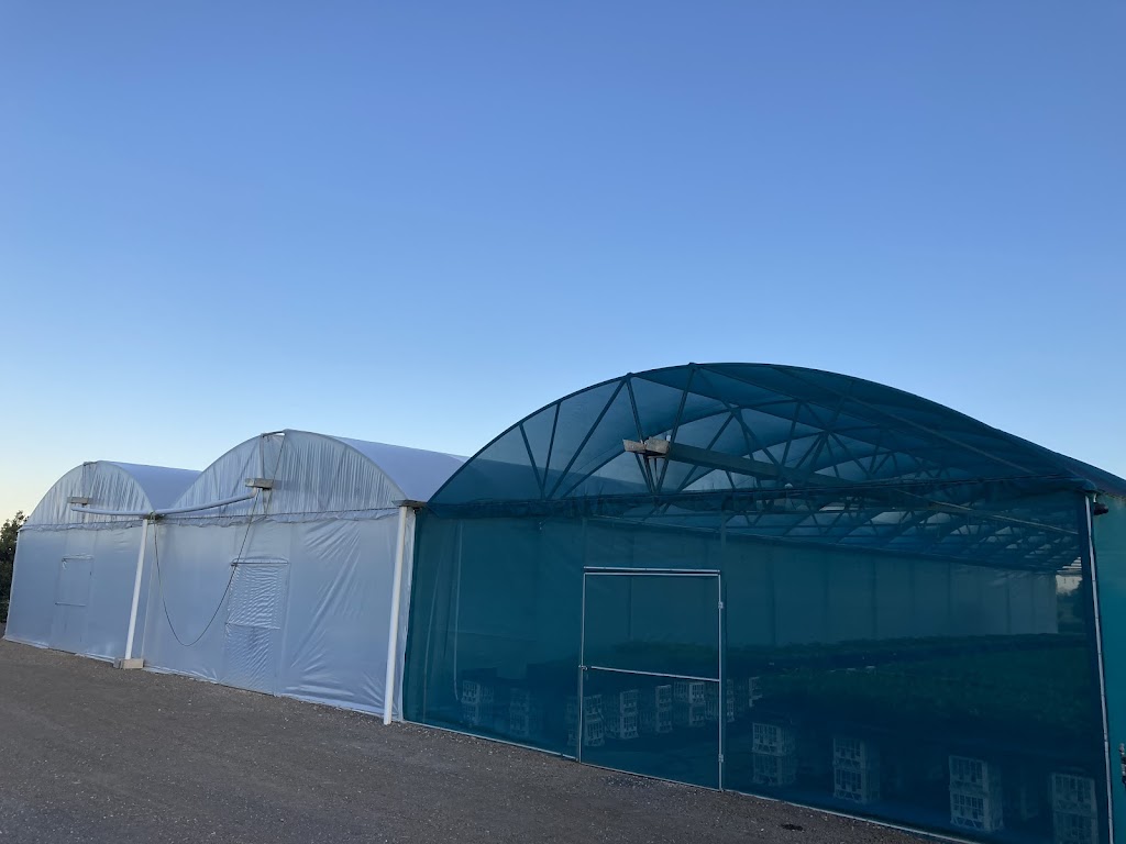 Sydney West Plants | 105 Hibberts Ln, Freemans Reach NSW 2756, Australia | Phone: 0455 740 720