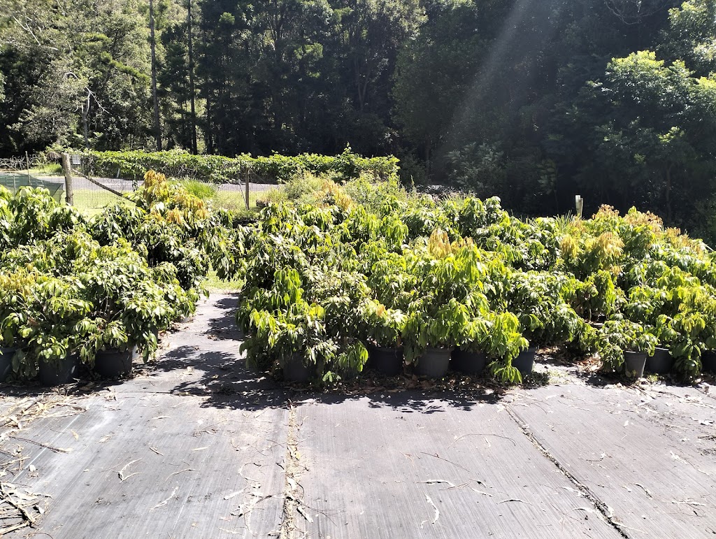 Scotts Head Nursery | 482 Scotts Head Rd, Way Way NSW 2447, Australia | Phone: 0478 807 849