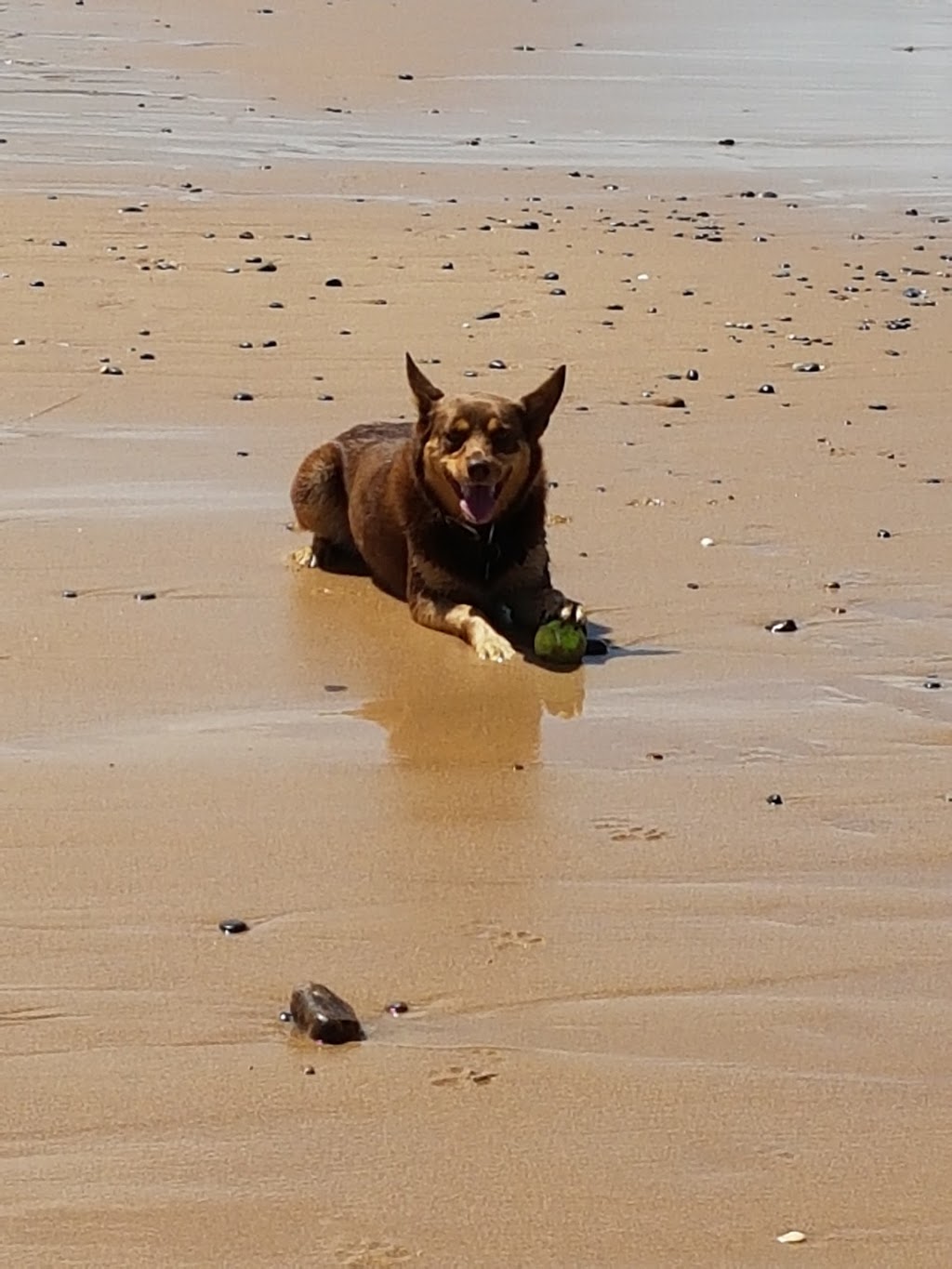 Bark at the Beach | park | Thirroul NSW 2515, Australia