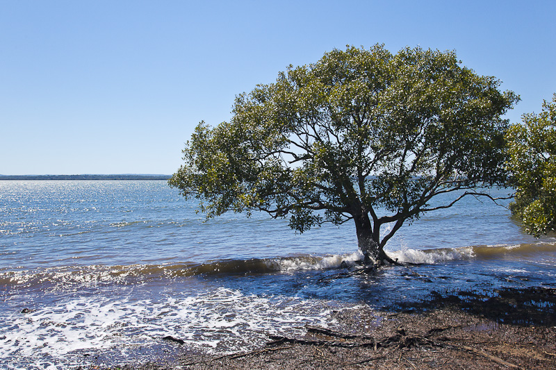 Ironbark Homeopathy | 23 Boundary St, Redland Bay QLD 4165, Australia | Phone: (07) 3206 8274