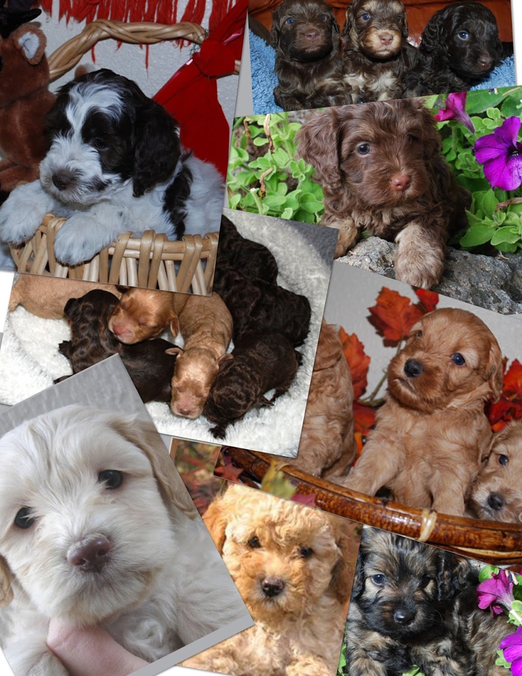 Alpen Ridge Australian Labradoodles |  | One Tree Hill SA 5114, Australia | 0882807910 OR +61 8 8280 7910