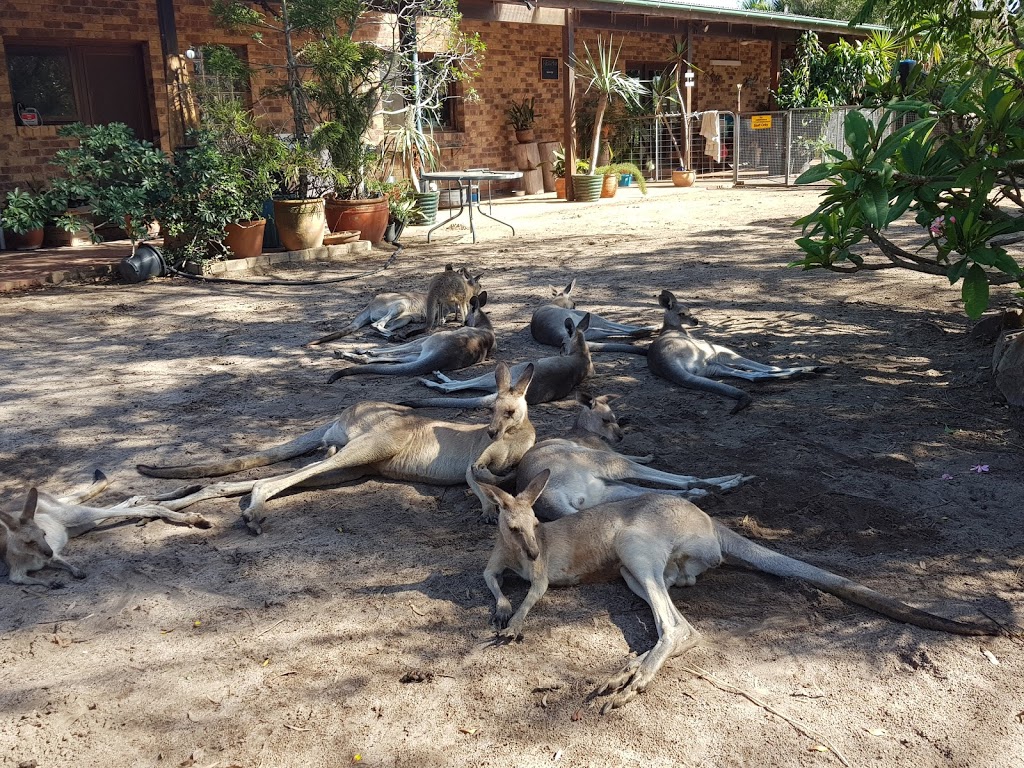 Horizons Kangaroo Sanctuary & Camp Ground | 15 Fitzroy Cres, Agnes Water QLD 4677, Australia | Phone: (07) 4974 7783