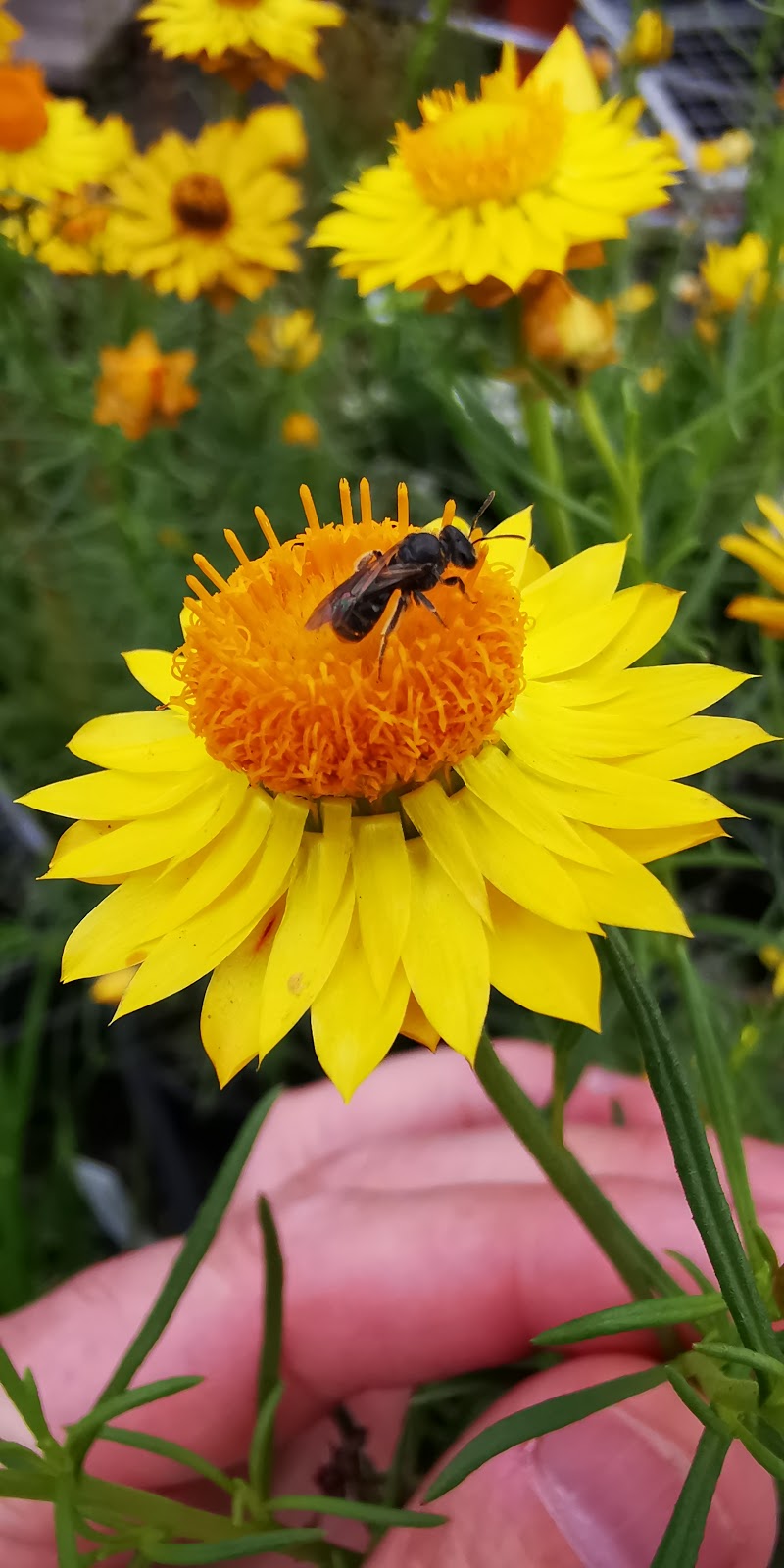 Edendale Indigenous Nursery. | 30 Gastons Rd, Eltham VIC 3095, Australia | Phone: (03) 9433 3703