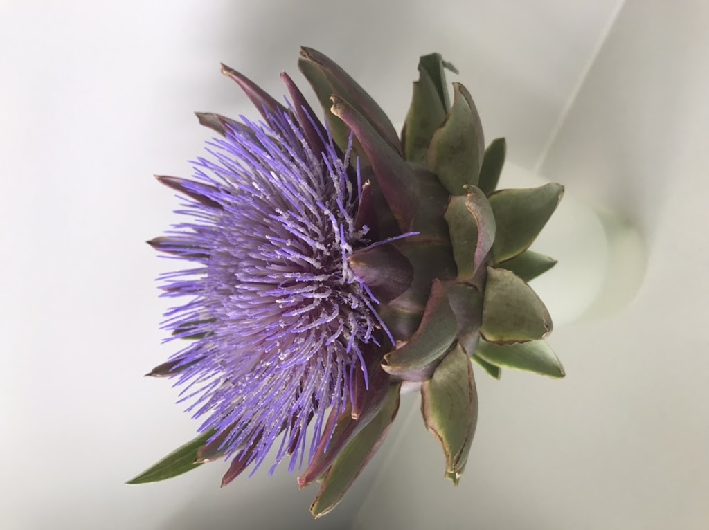 Astoz Plant Sales | 399 Windsor Dr, Mount Hallen QLD 4312, Australia | Phone: 0400 791 956