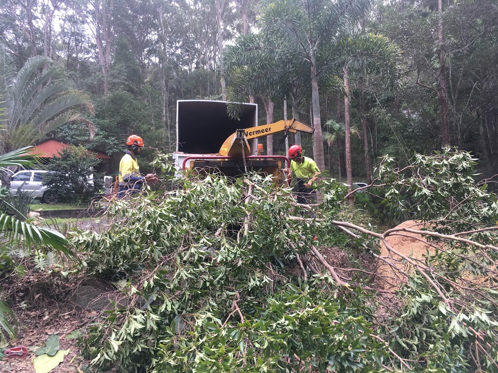 Sunshine Coast Tree Works | 991 Eumundi Noosa Rd, Doonan QLD 4562, Australia | Phone: 0431 586 371