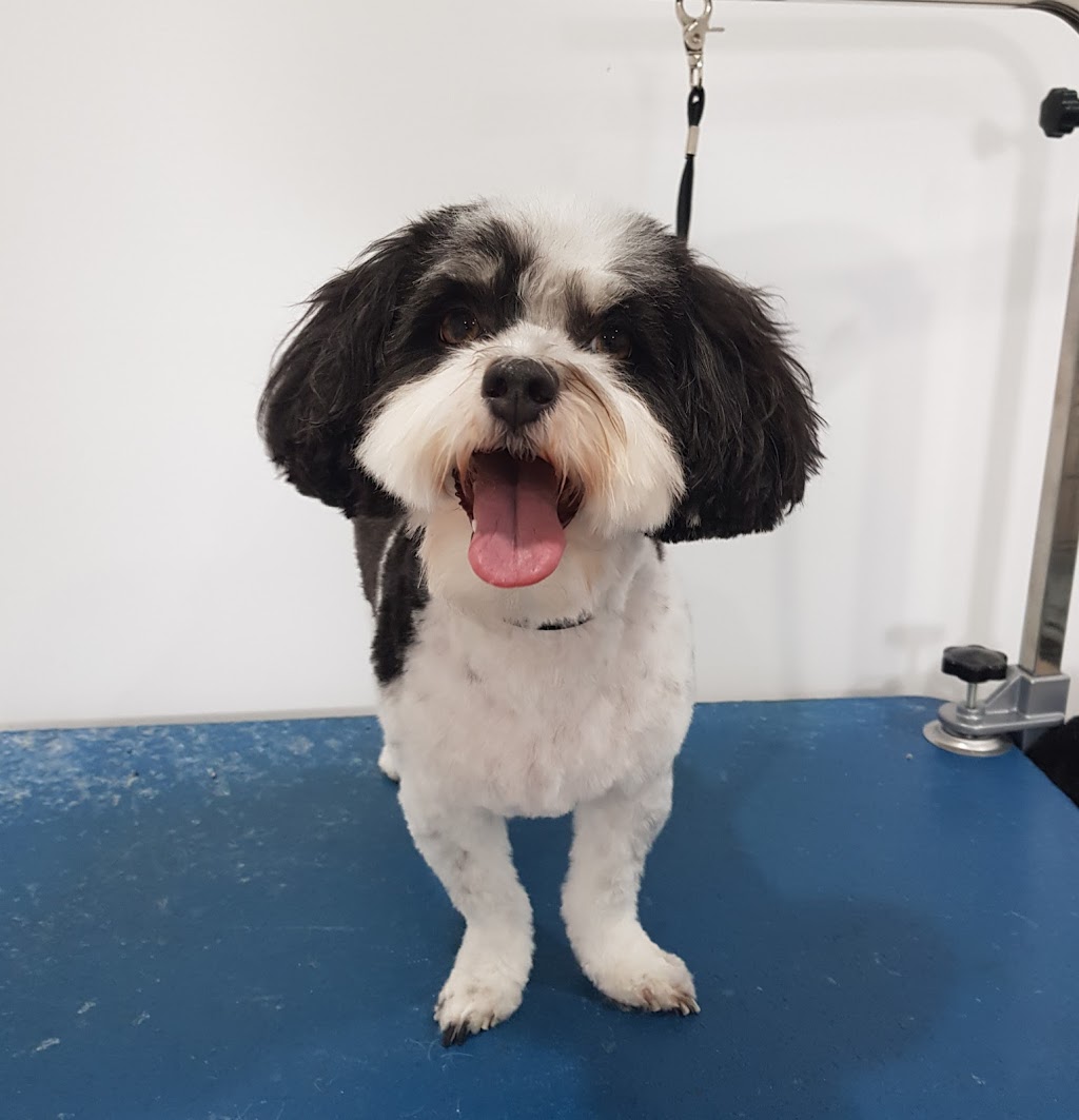 Nose 2 Tail | 11 Bindleys Rd, Mount Crosby QLD 4306, Australia | Phone: 0403 159 571