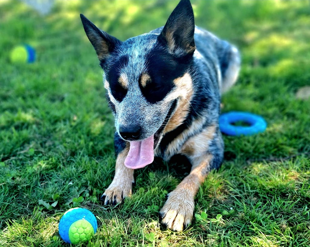 Castlemaine Doggy Daycare | 53 Faradale Dr, Faraday VIC 3451, Australia | Phone: 0436 326 274