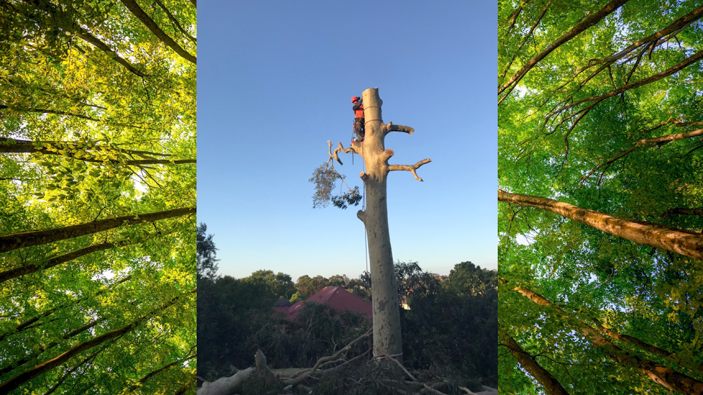 Eclipse Tree Services | 26 Goulburn St, Dudley NSW 2290, Australia | Phone: 0435 601 417