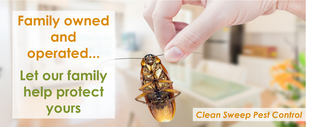 Clean Sweep Pest Control | 34 Lesley Ave, Caboolture QLD 4510, Australia | Phone: 0437 363 758