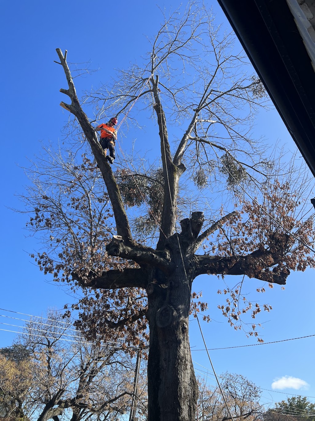 Total Tree & Stump Removal pty Ltd | 60 Robinson St, Murchison VIC 3610, Australia | Phone: 0457 283 085