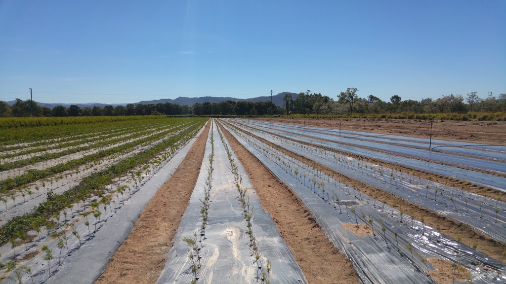 Stannary Hills Organic Produce | Mutchilba QLD 4872, Australia | Phone: (07) 4093 1245