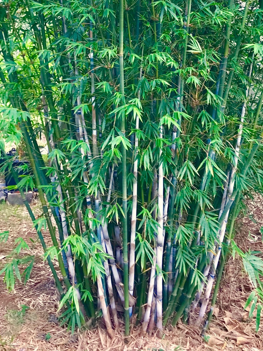 Benwerrin Bamboo Nursery |  | Kendall NSW 2439, Australia | 0429987338 OR +61 429 987 338