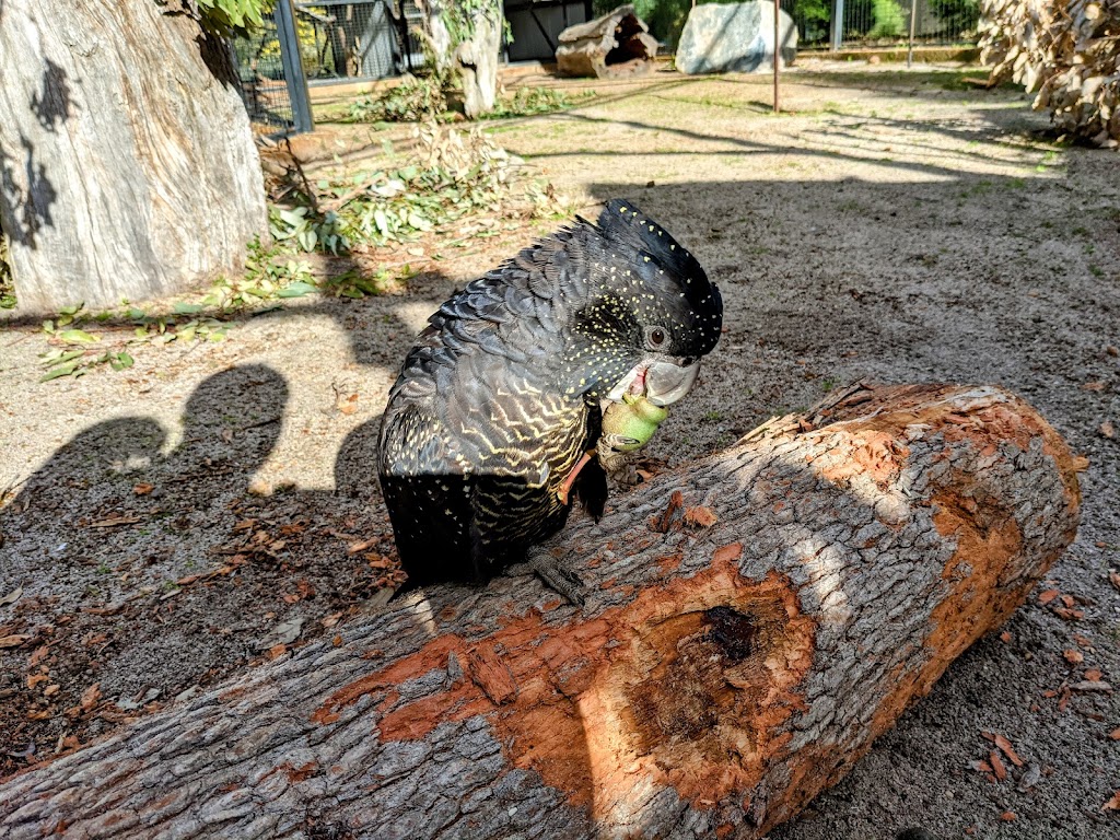 Kaarakin Black Cockatoo Conservation Centre | tourist attraction | 322 Mills Rd E, Martin WA 6110, Australia | 0893902288 OR +61 8 9390 2288