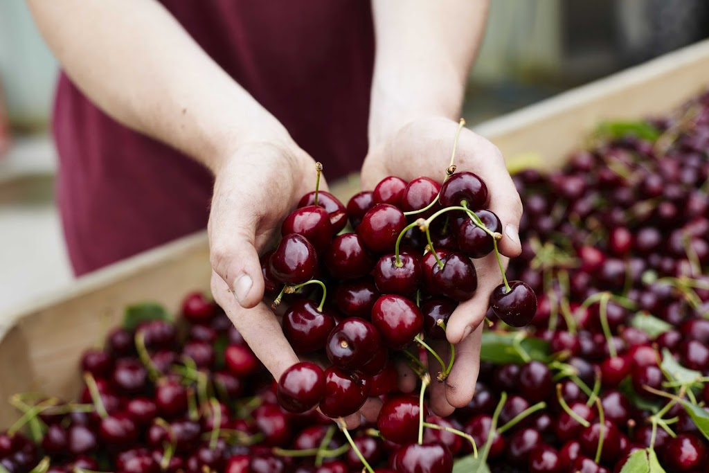 Yarra Valley Cherries | 585 Victoria Rd, Seville VIC 3139, Australia | Phone: (03) 5964 4685