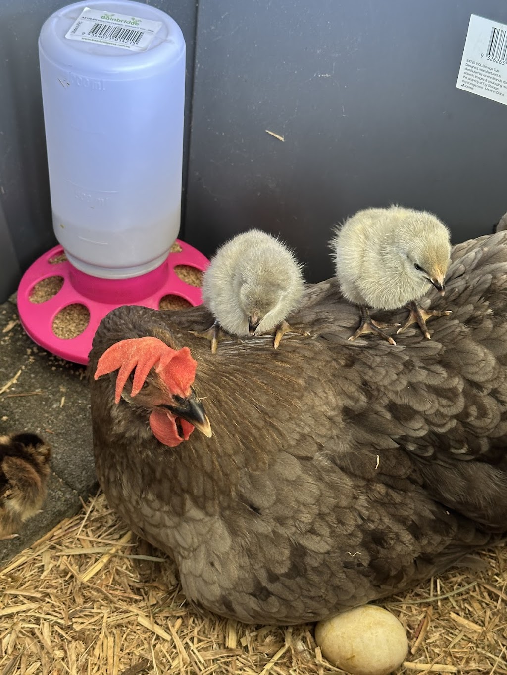 Grandchester Heritage Chickens | 256 Bakers Rd, Grandchester QLD 4340, Australia | Phone: 0401 345 562