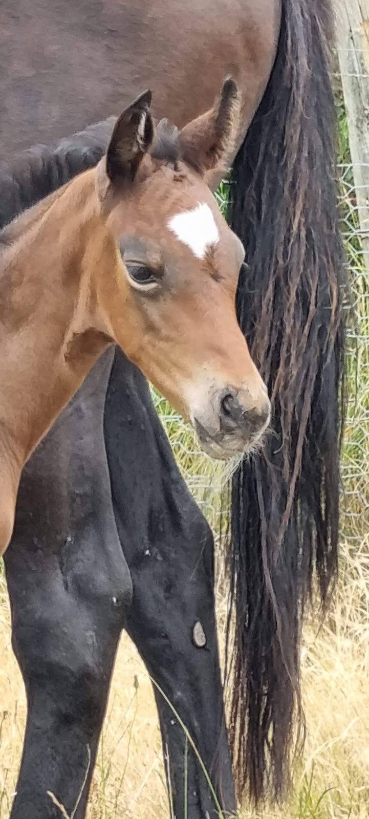 Moss Park Farm St Andrews | Jacksons Rd, St Andrews VIC 3761, Australia | Phone: 0431 825 466