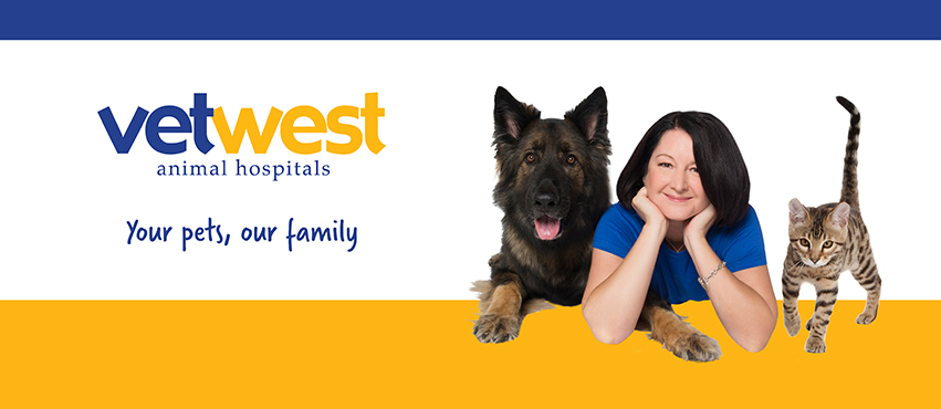 Vetwest Animal Hospitals Midland | veterinary care | 231 Morrison Rd, Midvale WA 6056, Australia | 0894041160 OR +61 8 9404 1160