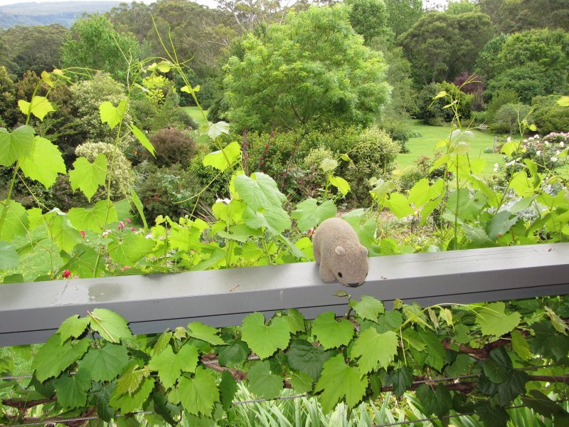 Wombat Hill Bed and Breakfast | 1010 Kangaroo Valley Rd, Bellawongarah NSW 2535, Australia | Phone: (02) 4464 1924