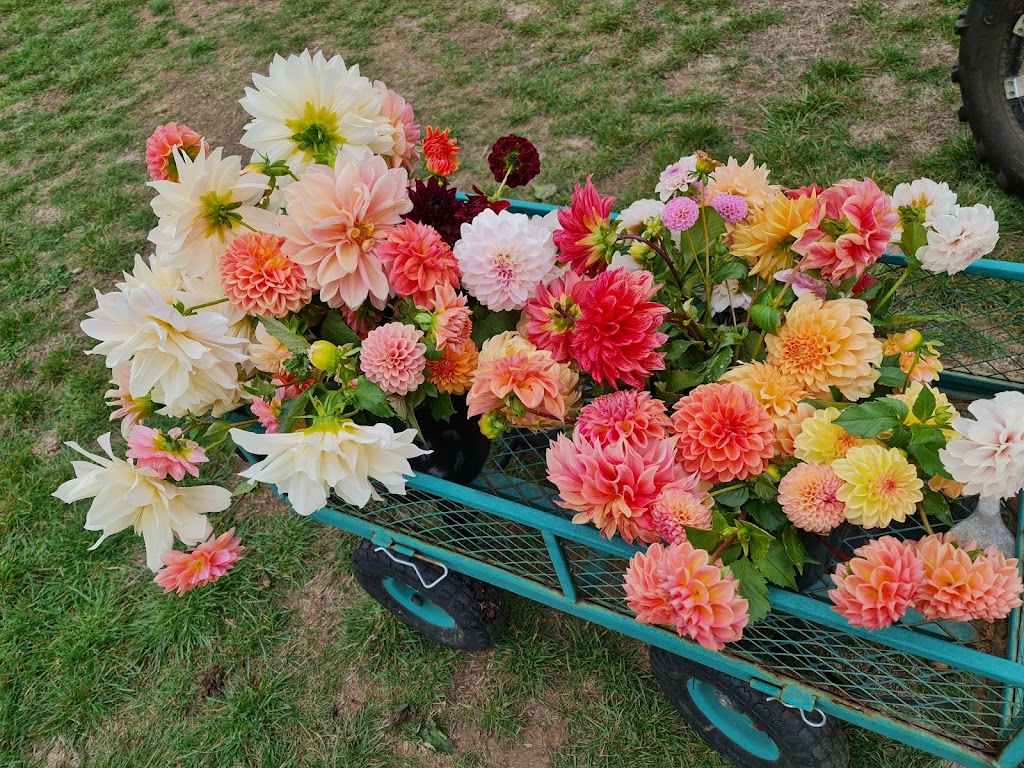belle ame flower farm | florist | 2270 Daylesford-Malmsbury Rd, Malmsbury VIC 3461, Australia | 0439252407 OR +61 439 252 407